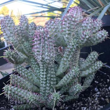 Euphorbia mammillaris 'Variegata' 