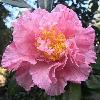 Camellia japonica 'Happy Birthday' 