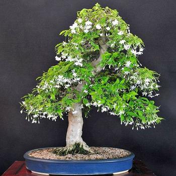 Wrightia religiosa