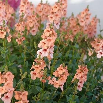 Diascia Towers of Flowers® 'Apricot' PP25451