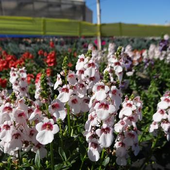 Diascia 'Aurora Cherry Blossom' PP26158