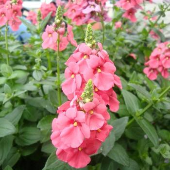 Diascia Towers of Flowers® 'Dark Pink' (192171)