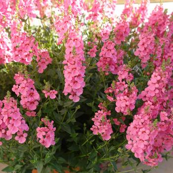 Diascia 'Aurora Light Pink' PP25405