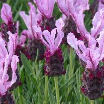 Lavandula stoechas 'Bella Rose' 