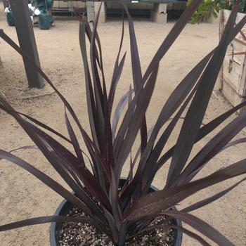 Phormium cookianum 'FIT01' PP20451