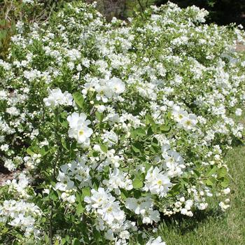 Exochorda Snow Day® 'Blizzard'