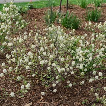 Fothergilla x intermedia 'Legend of the Small®'