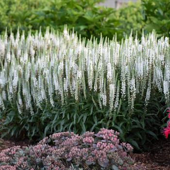 Veronica 'White Wands' PP27632, Can PBRAF