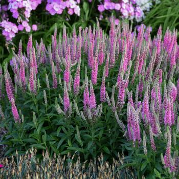 Veronica Magic Show® 'Pink Potion'