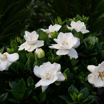 Gardenia jasminoides 'Prince Charles' 