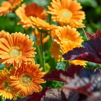 Gerbera 'Orange-Yellow Bi-color' 