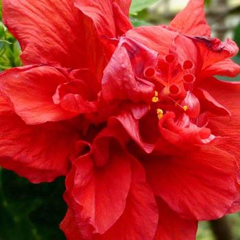 Hibiscus rosa-sinensis 'Double Red' 