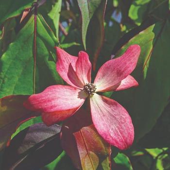 Cornus 'Little Ruby®'