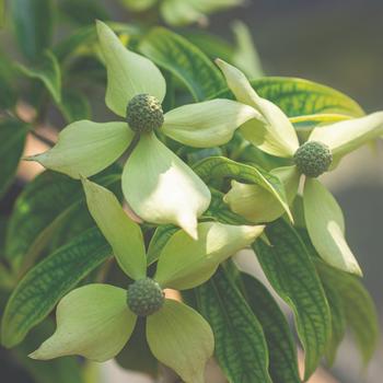 Cornus elliptica 'Lucky Leprechaun®'