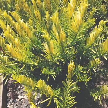 Cephalotaxus harringtonia 'Golden Dragon™'