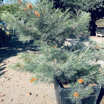 Grevillea 'Kings Sunrise'