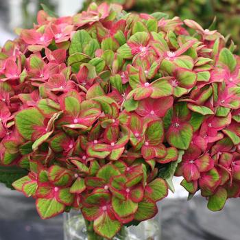 Hydrangea 'KOLMAGICS' 