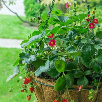 Fragaria x ananassa 'Ruby Ann' 