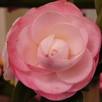 Camellia japonica 'Ella Ward Parsons' 