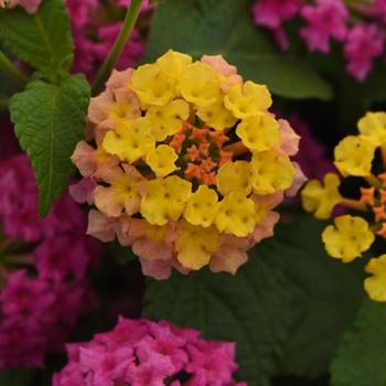 Lantana camara Shamrock™ Rose