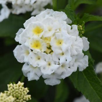 Lantana camara Shamrock™ White