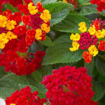 Lantana camara 'Firestorm™'