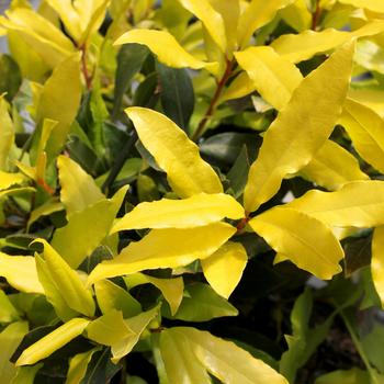 Laurus nobilis 'Sicilian Sunshine®'