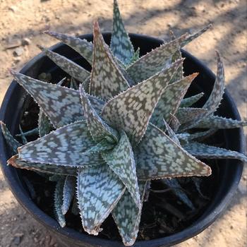 Aloe 'White Fox' 