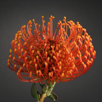 Leucospermum Royal Hawaiian 'Blanche Ito'