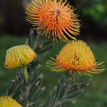 Leucospermum 'Brandi Dela Cruz' 