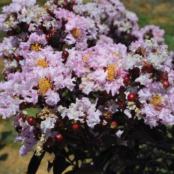 Lagerstroemia 'DJ 01-14' PPAF