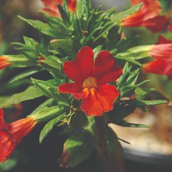 Mimulus aurantiacus 'Bosburber' PP25167