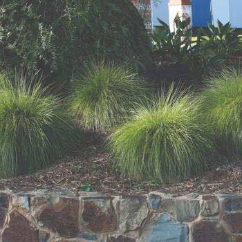 Lomandra confertifolia Leading® 'Lime Mist™'