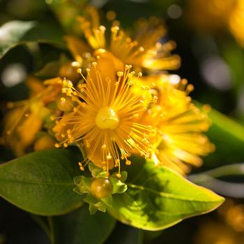 Hypericum Harvest Festival™ 'Coral'