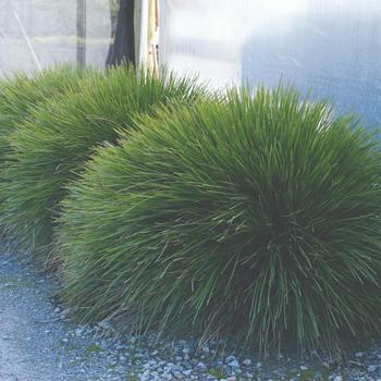 Lomandra confertifolia Leading® 'Lime Tight™'