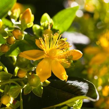 Hypericum Harvest Festival™ 'Green'