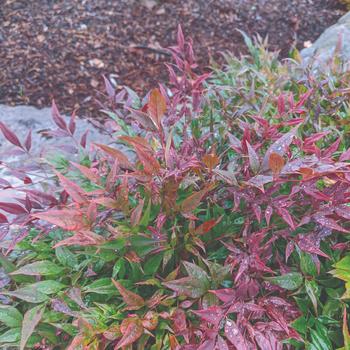 Nandina domestica 'Tuscan Flame'