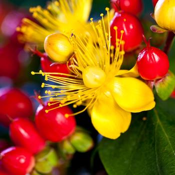 Hypericum Harvest Festival™ 'Red'