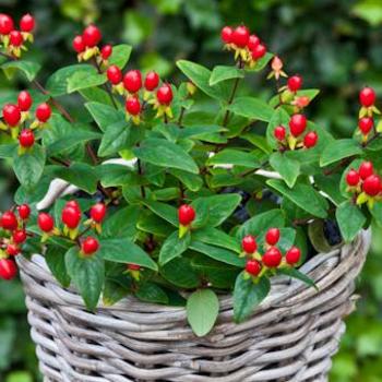 Hypericum Harvest Festival™ 'Red' (192567)