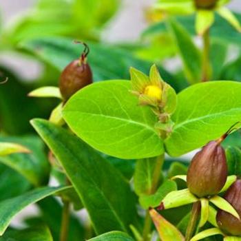 Hypericum Harvest Festival™ 'Chocolate'