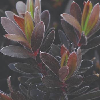 Leucadendron 'Ebony'