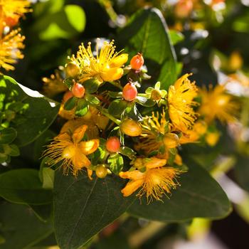 Hypericum Harvest Festival™ 'Pink'