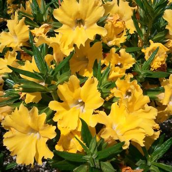 Mimulus aurantiacus Burst® 'Lemon'