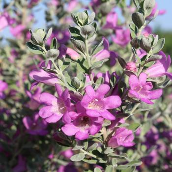 Leucophyllum frutescens 'San Antonio Rose'