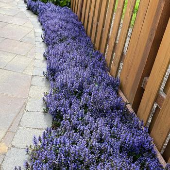 Ajuga reptans 'Blueberry Muffin'