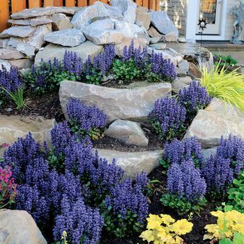 Ajuga reptans 'Blueberry Muffin' (192625)