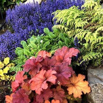 Ajuga reptans 'Blueberry Muffin' (192626)