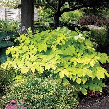 Aralia cordata 'Sun King' 