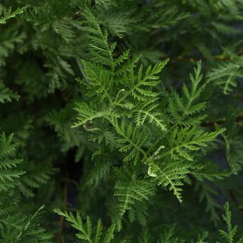 Artemisia gmelinii 'SunFern™ Olympia'