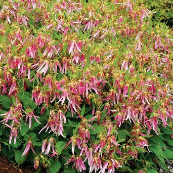 Campanula 'Pink Octopus' 